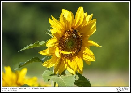 sunflower　プロフィール見てね～■IS　GSE31 H27.1 Giraffe sunflower seeds x2 +1 Free seeds Very tall multi