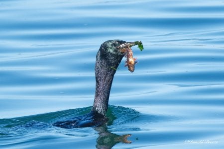 Pelagic Cormorant-4.jpg