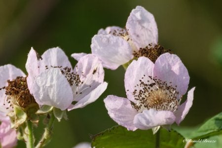 Black Berry.jpg