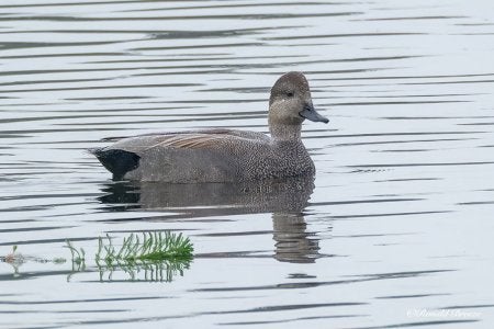 Gadwall.jpg